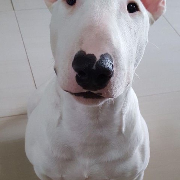 bobolikescheeze